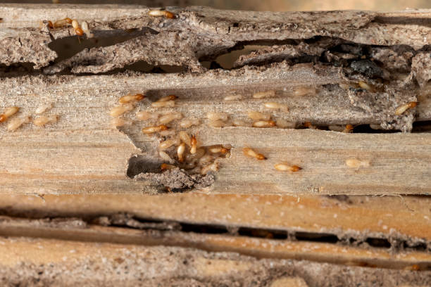 Best Termite Control Services  in Farmington, UT
